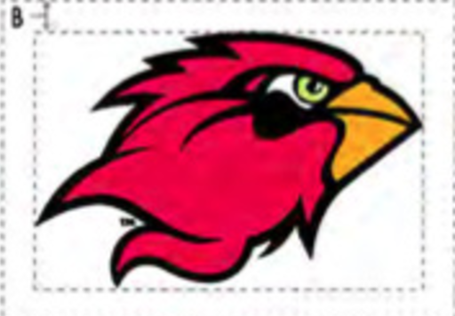Cardinal head, color variant